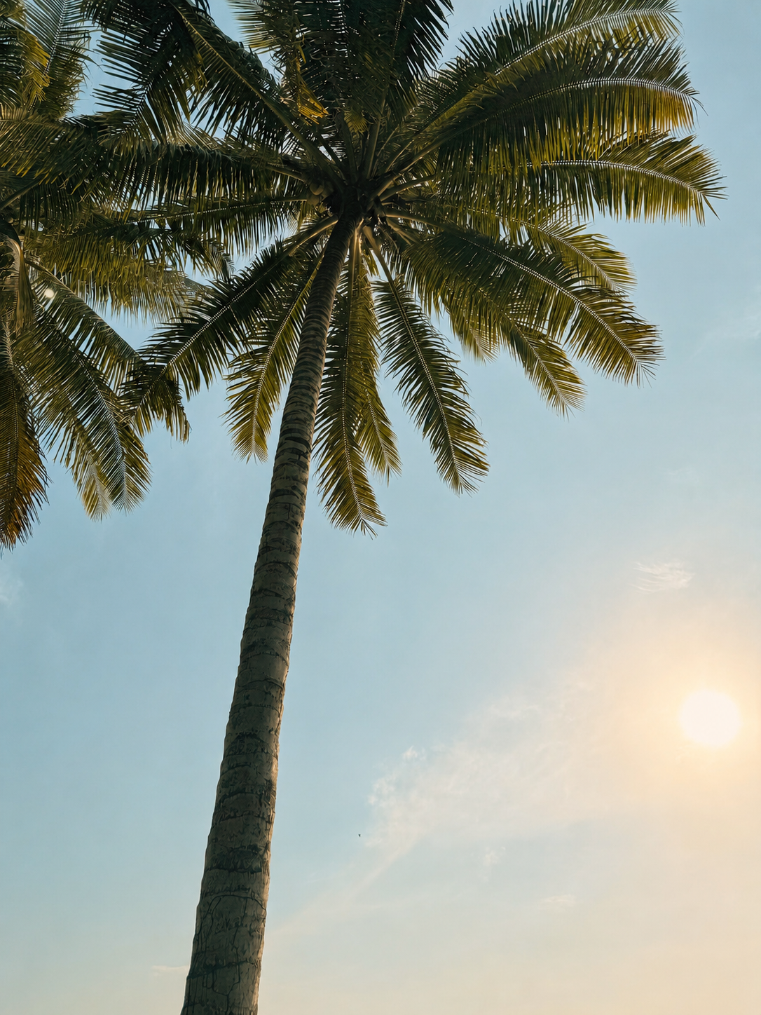 Palm tree illustration